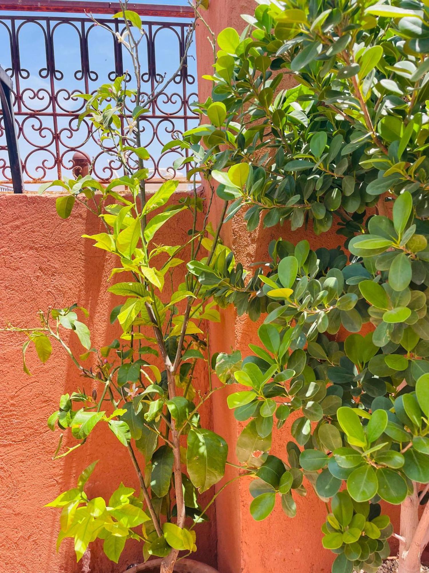 Riad Ms Holidays Terrasse Privatise Marrakech Marrakesch Exterior foto